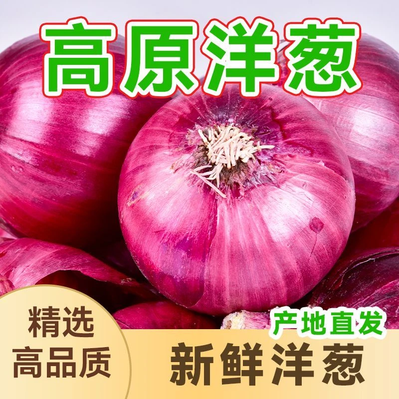 新疆水果洋葱产品蔬菜紫皮牙子炒菜新疆皮牙子甜洋葱农家洋葱新鲜