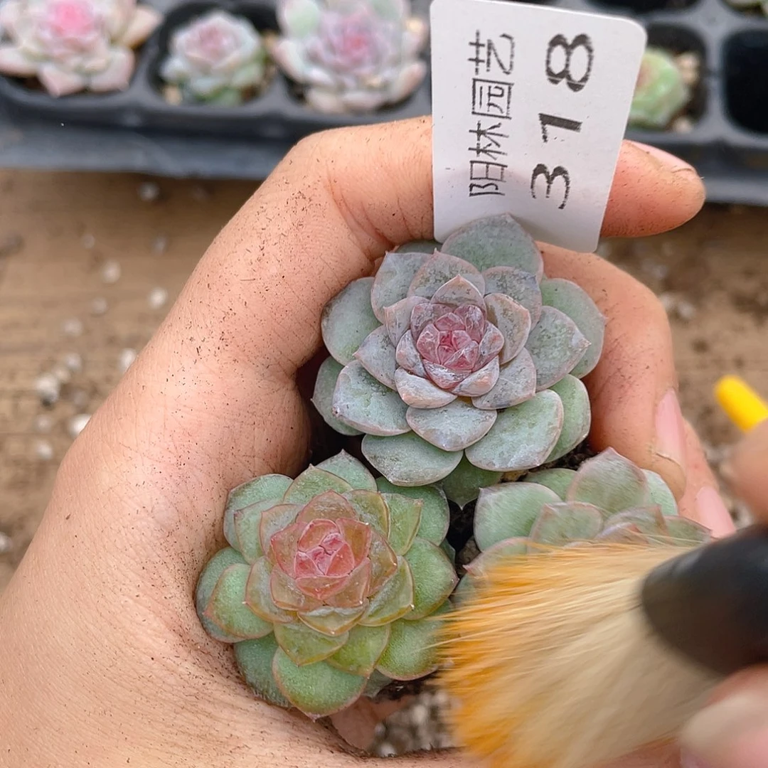 多肉植物多肉植物318