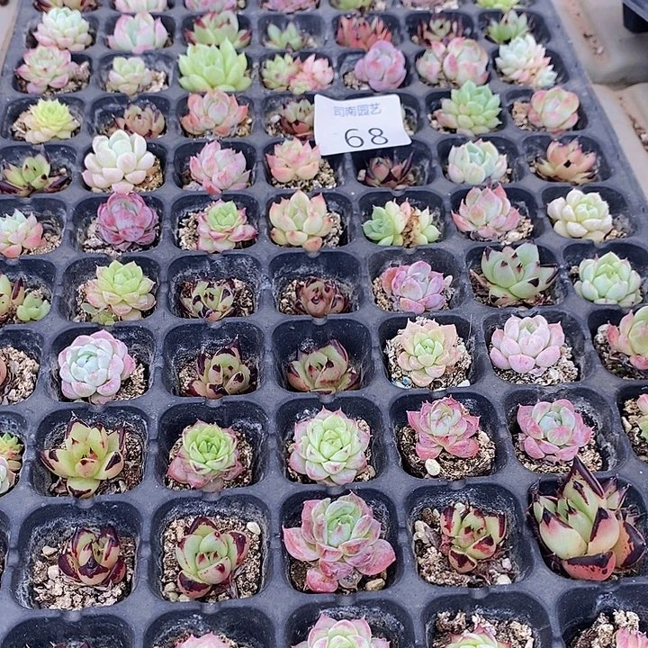 68 多肉植物盆栽花卉植物