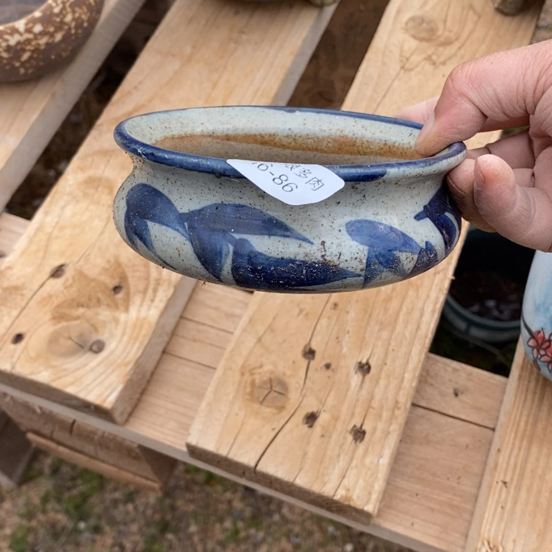 红陶彼*86号多肉盆一个呀