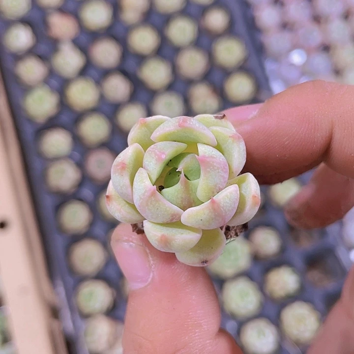 148笨吧蒂斯精品多肉