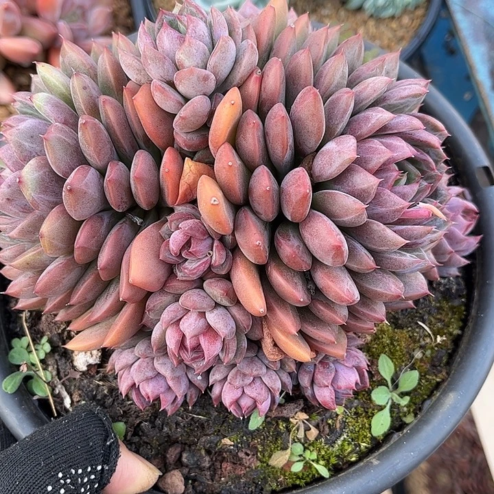 多肉植物一物一拍