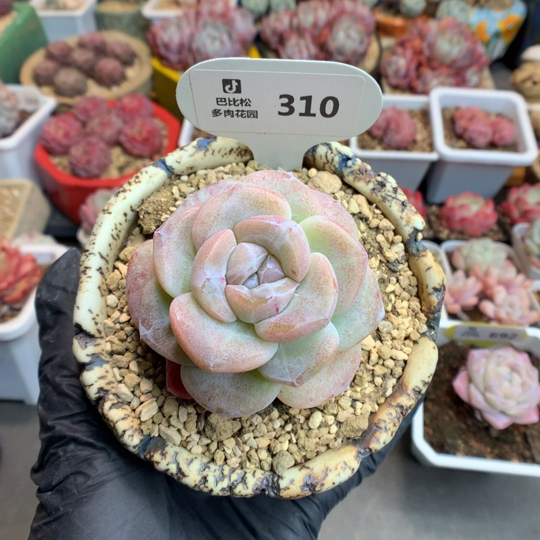 反*序310 冰玉石化多肉