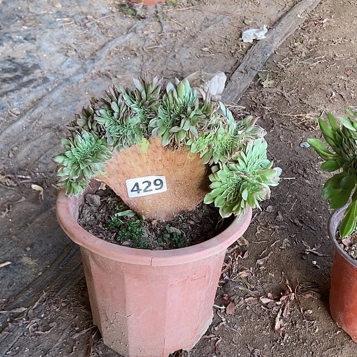 429海王老庄缀化老板子法师