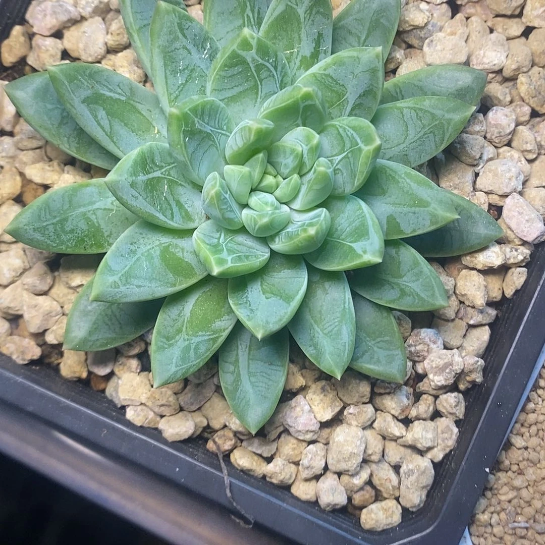 赵***?一物一拍，美人杂多肉