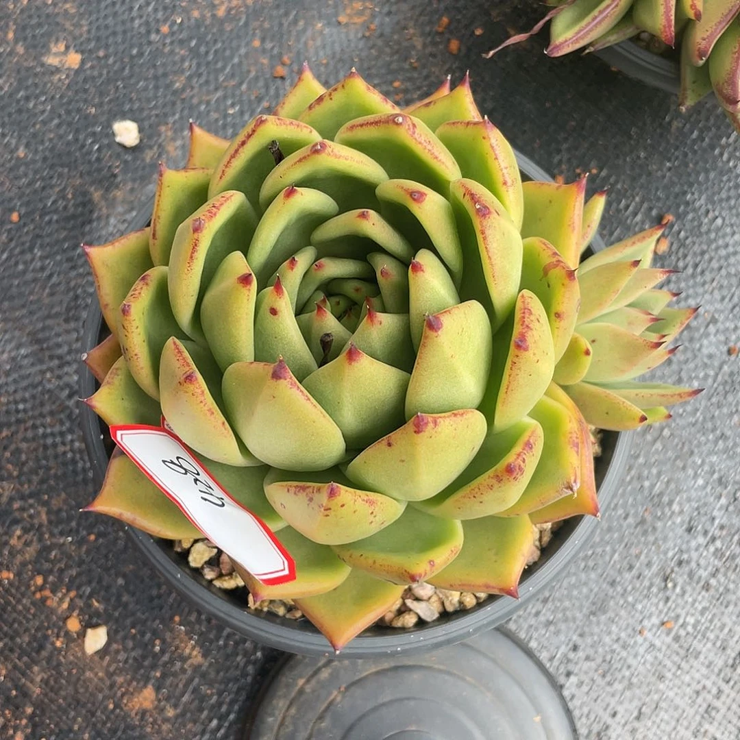 若如多肉东云组拍428