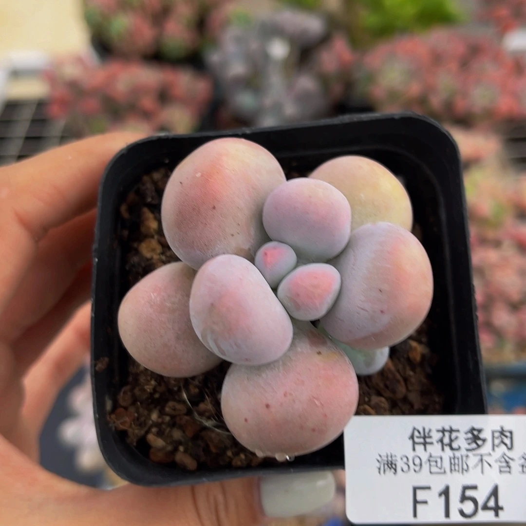 154-芭比奶多肉4cm