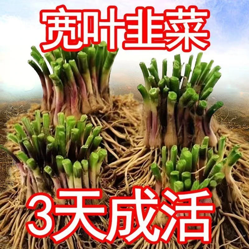 现挖韭菜根紫红新韭菜根宽叶韭菜苗室内阳台四季盆栽大叶韭菜根