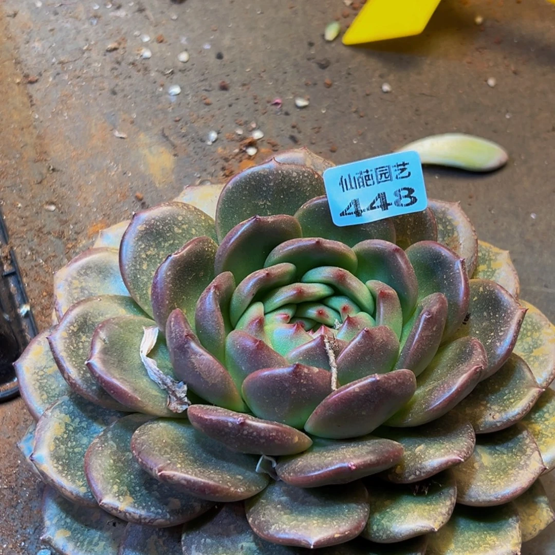 448点点滴滴非常纯粹