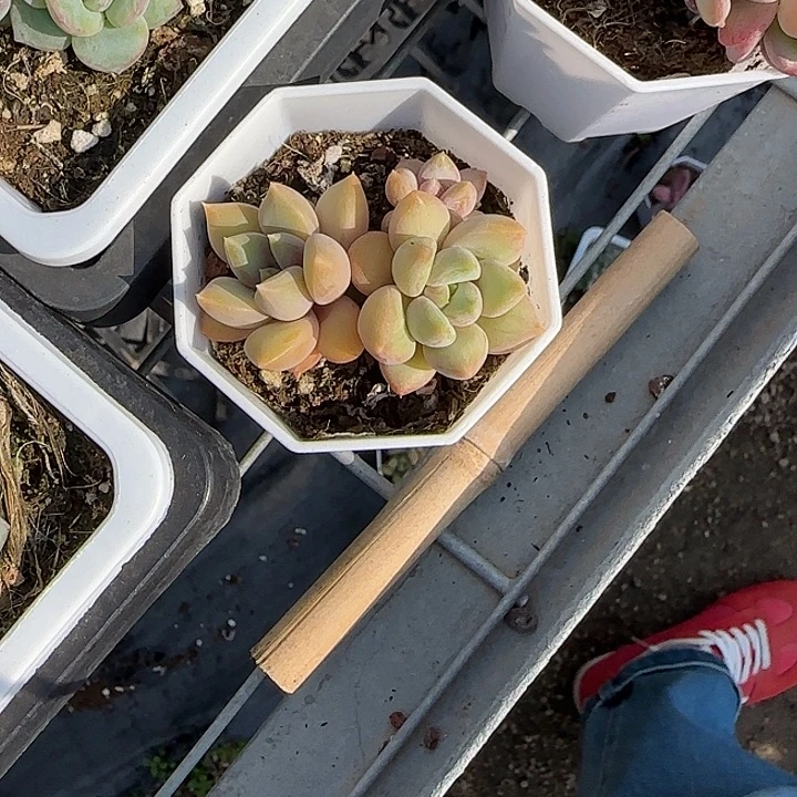 青蛙王子儿童牙膏111