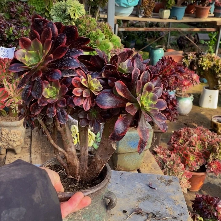 欧嘉莉缀化多肉1颗