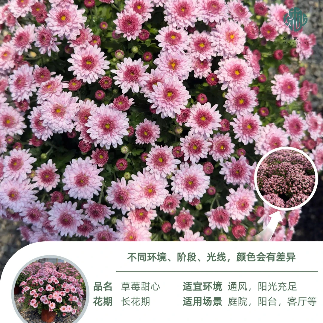 1加仑草莓甜心千头菊盆栽原盆原土易爆花耐寒耐热多年生植物CWQ