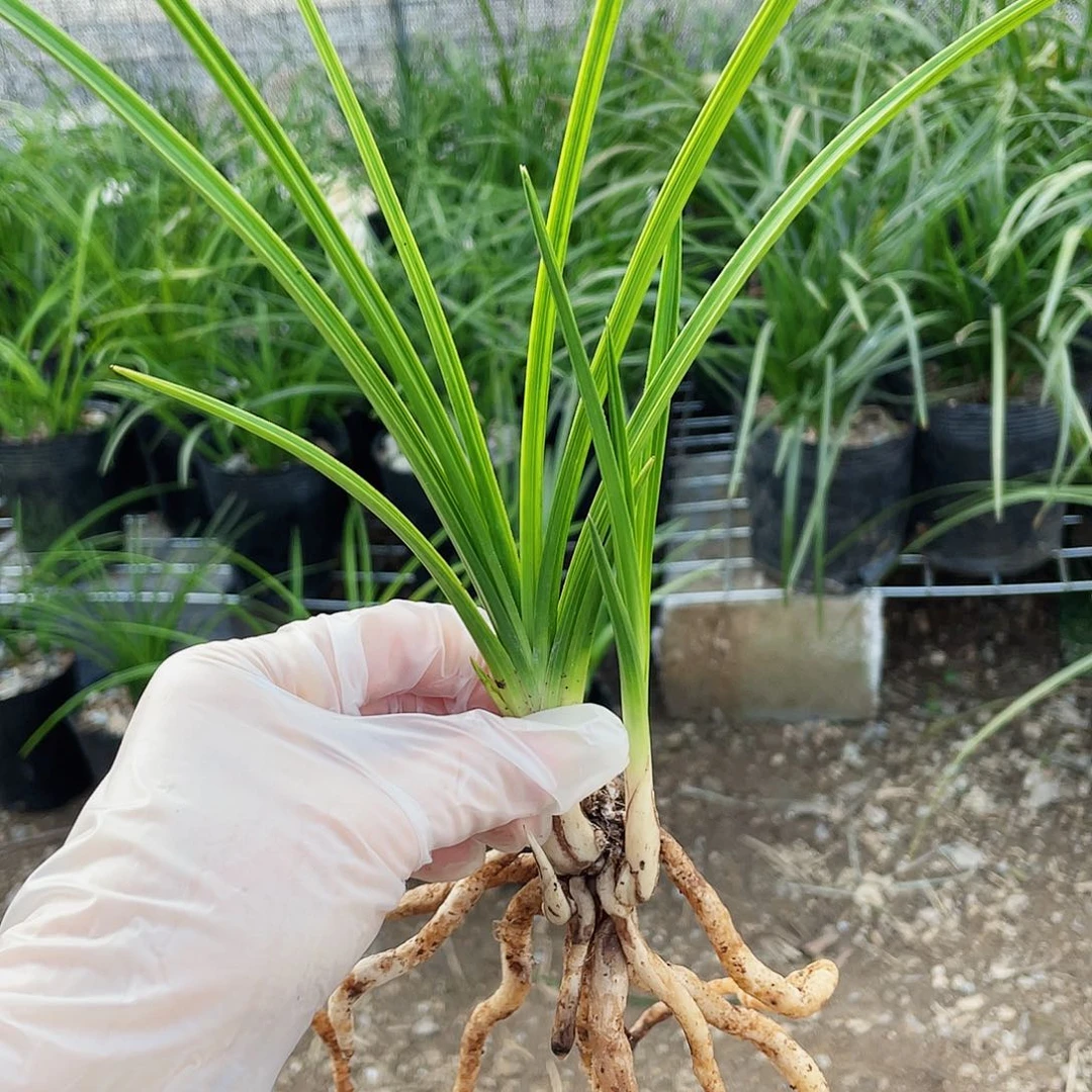 学***质完全开放兰花兰花