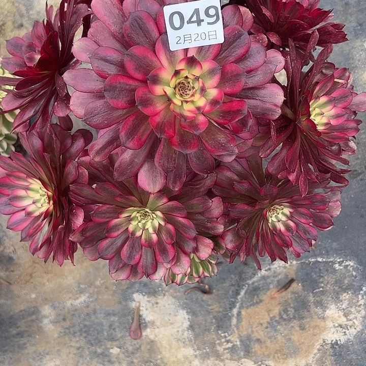 2.20-49美肌多肉植物