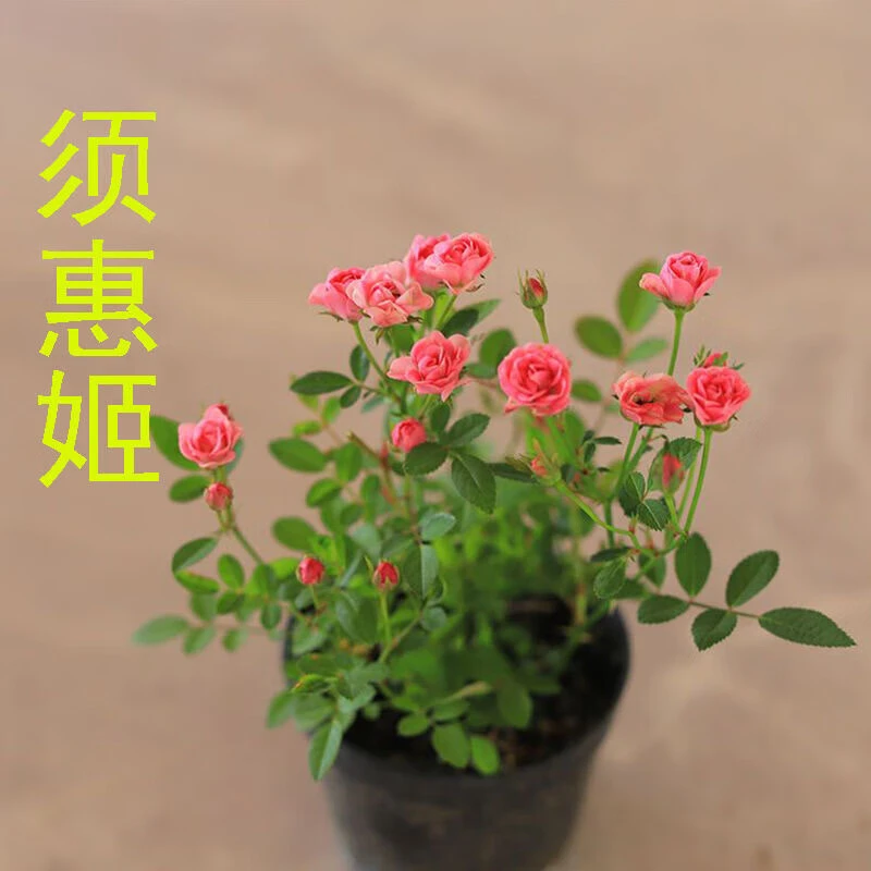 【开花机器】超微迎春绿植懒人迷你室内开花小玫瑰创意懒人迷你植物