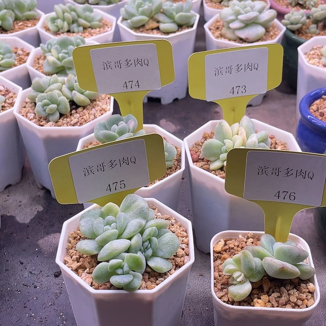 婷****滨哥多肉Q474，475，476，473冰玉石化锦