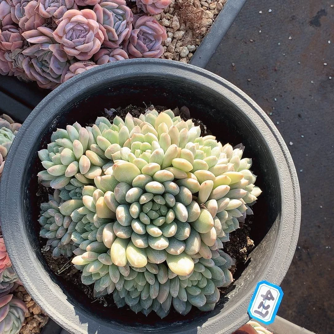 427翡翠一物一拍多肉