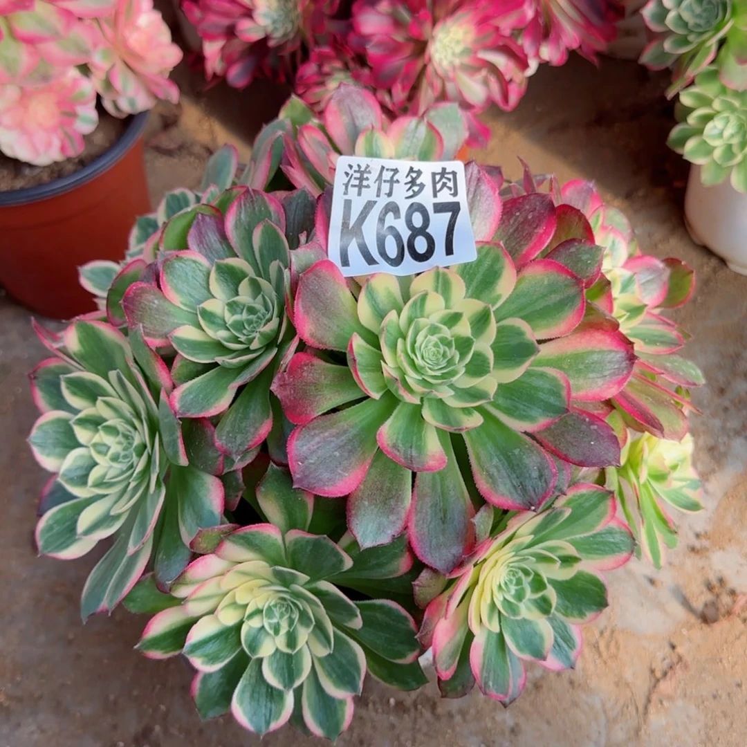 687海王法师园艺官服25左右