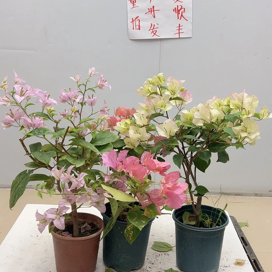 大部分花苞少量开放冰斑美人，橙粉公主，绿樱组合