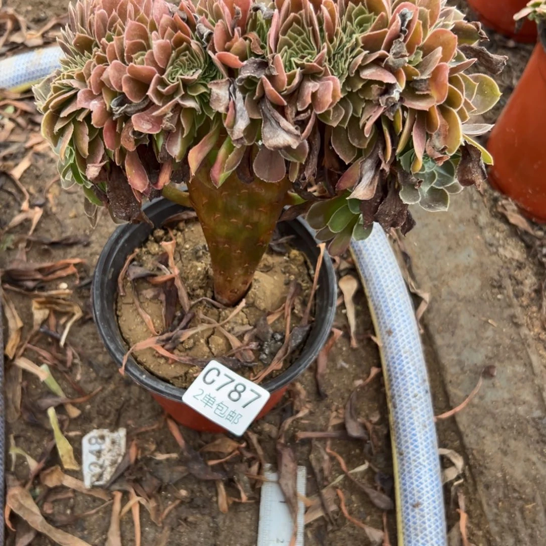 787多肉   荷兰玫瑰缀 不包断头