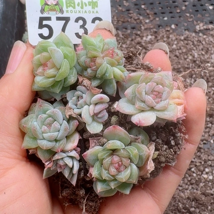 多肉植物多肉植物