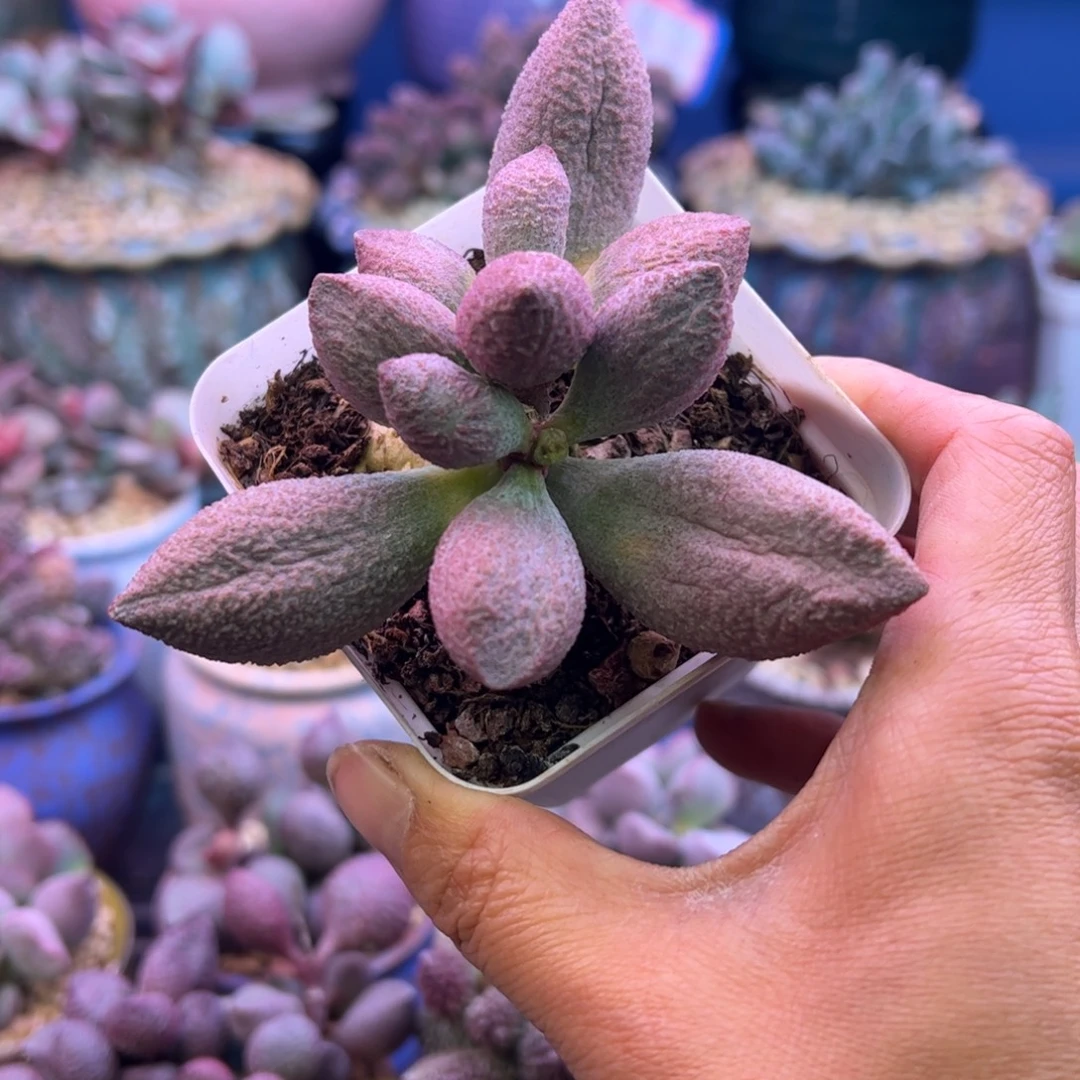 一物一拍，感谢支持