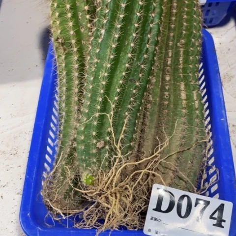 瑕疵毛花柱d 074