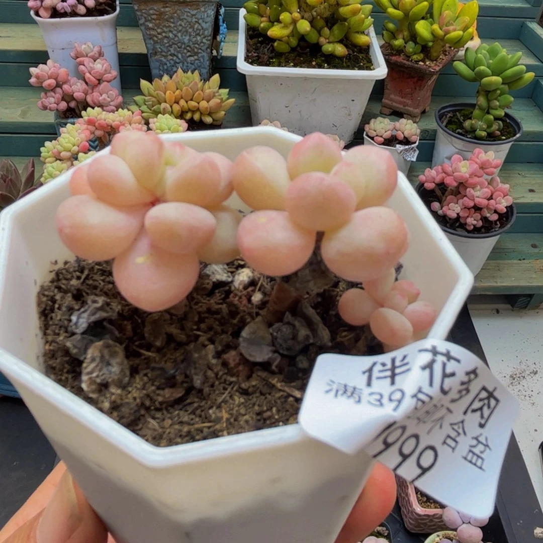 999萤火虫3cm多肉植物