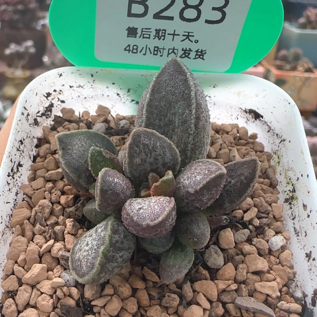 胖虎。   283。