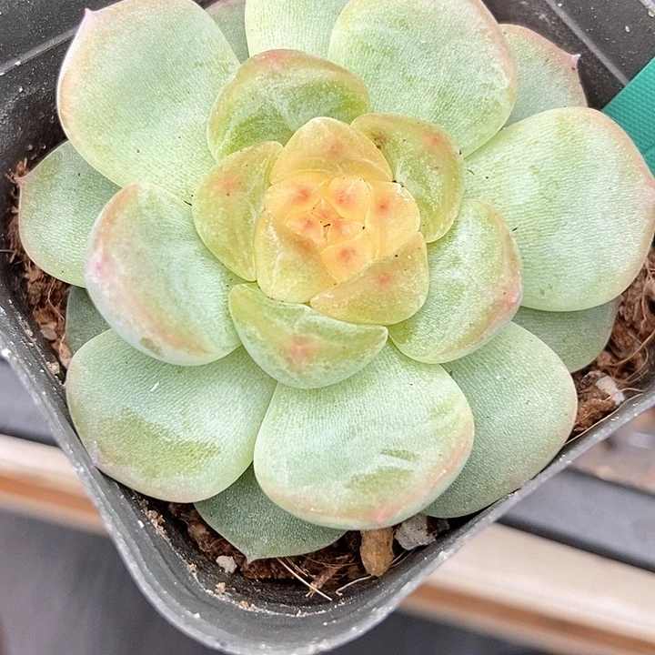 多肉植物甜心7022多肉植物