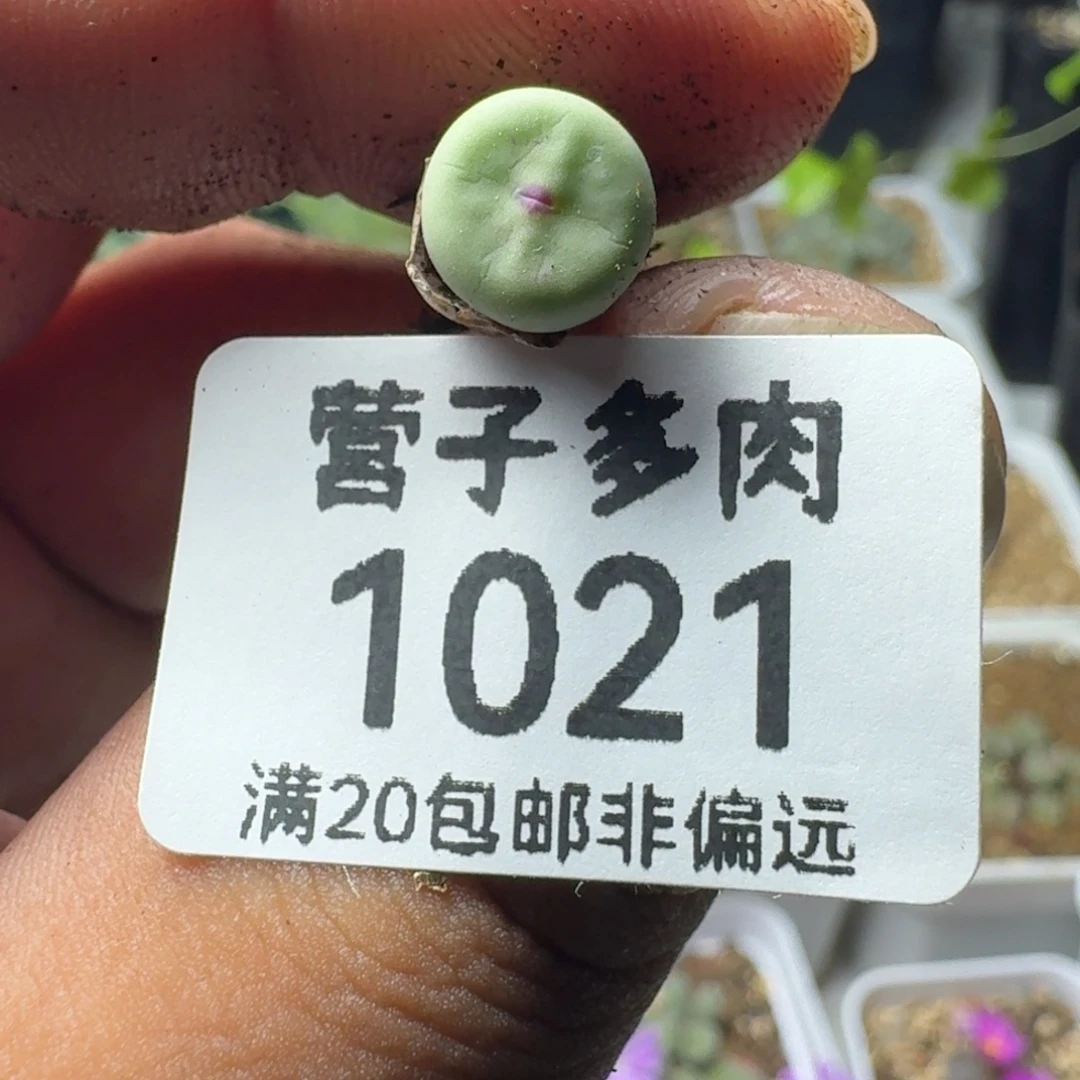 神***户紫皮大红嘴。