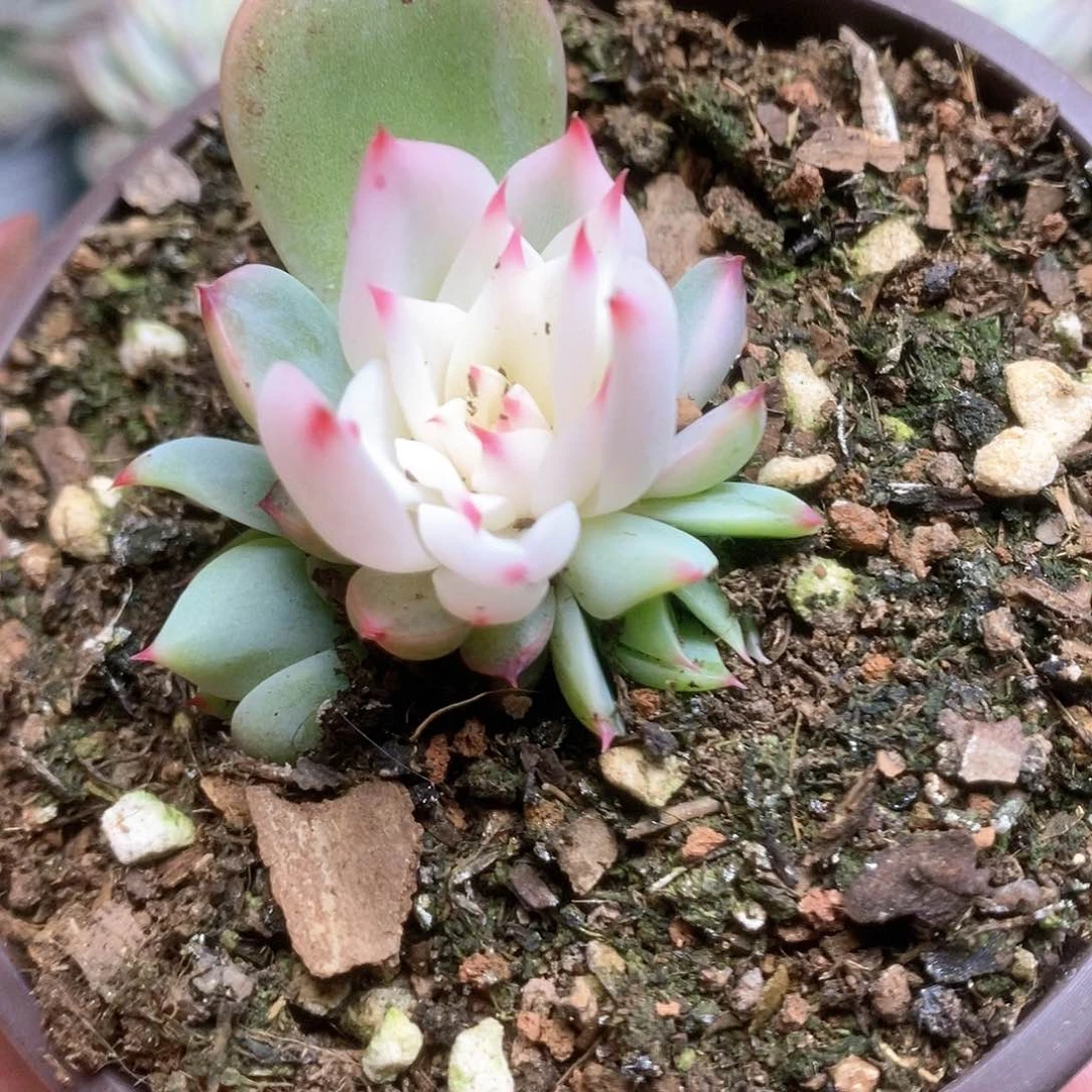 016锦锦锦锦锦锦