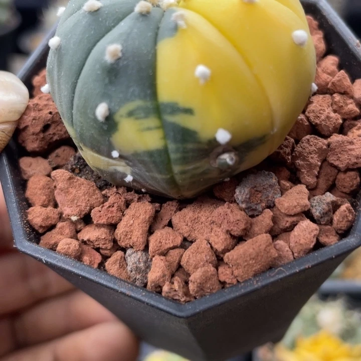 实生兜锦有点瑕疵介意勿拍