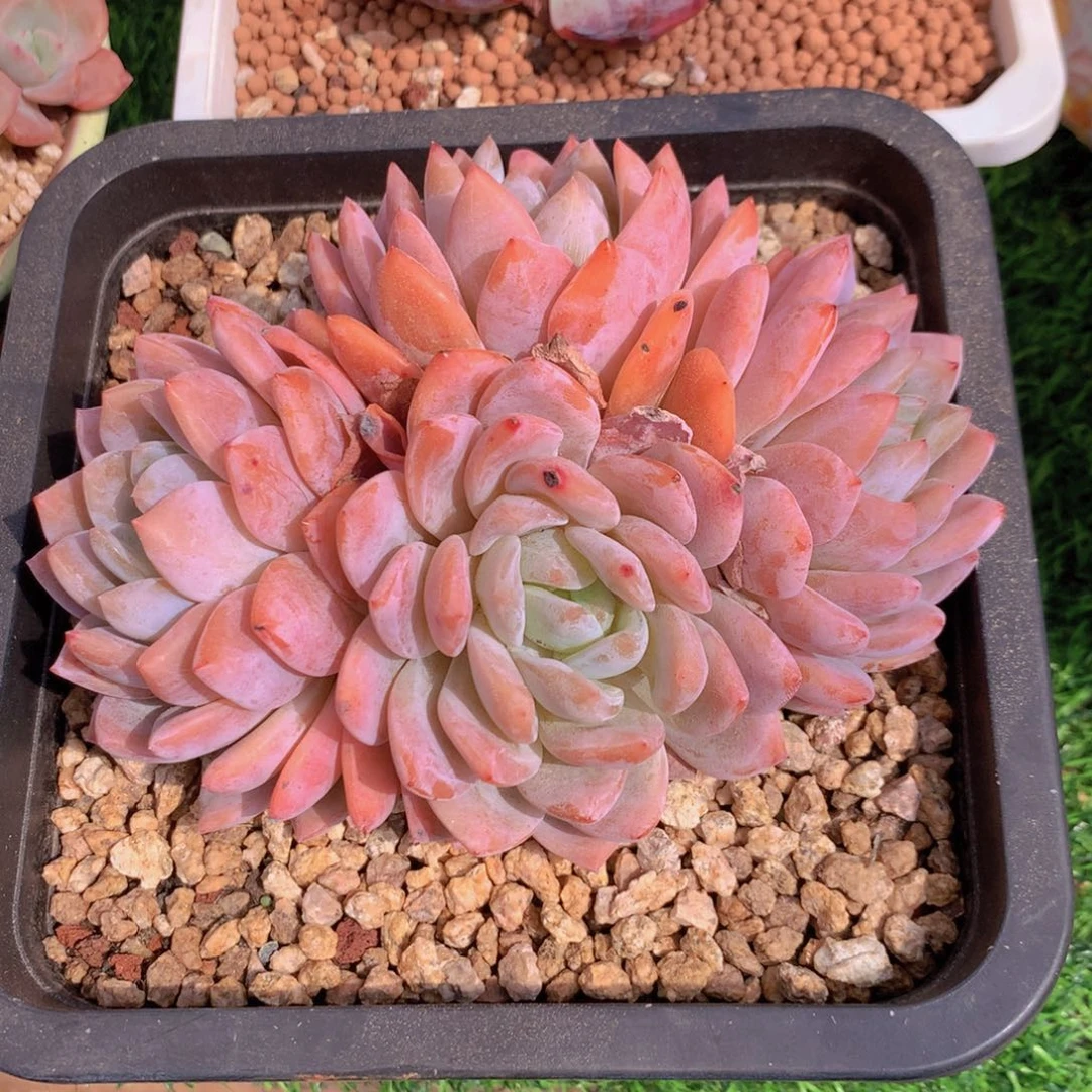 松***安橙梦露 一物一拍