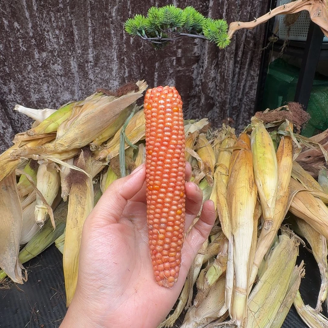 卡***奇吊坠柏香籽/百香籽