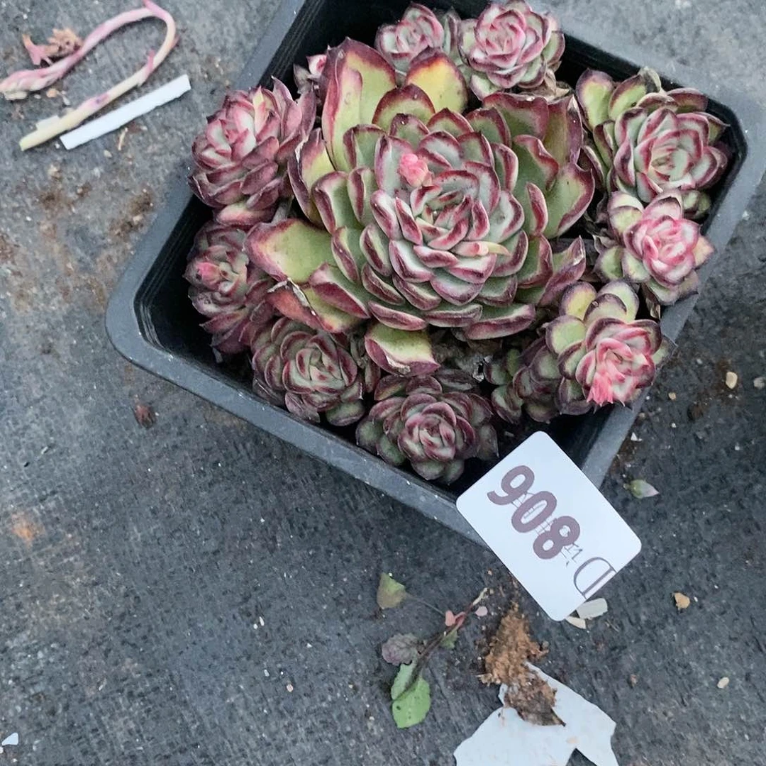 涵806肉酱玫瑰多肉植物