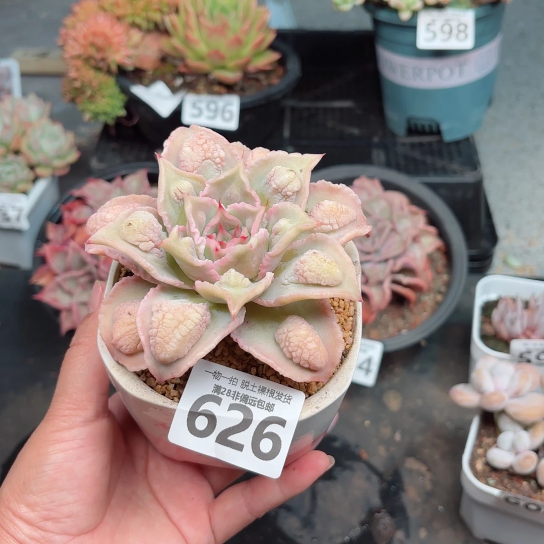 留财饺子皮无盆土发货
