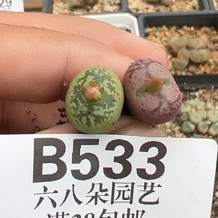 无花朵533号毛杂2个