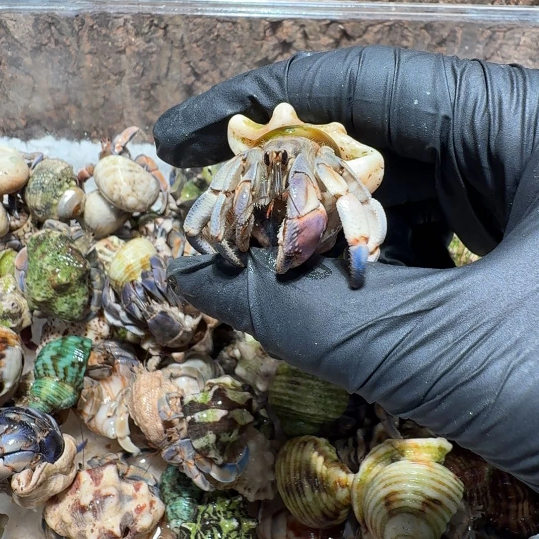 哇***栽哇呜直播间挑选紫陆