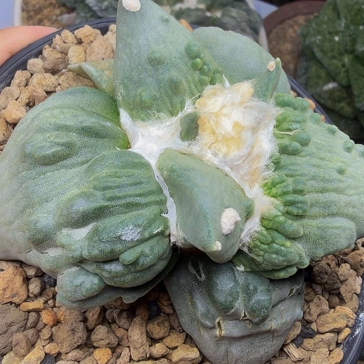 外星怒千里马小苗