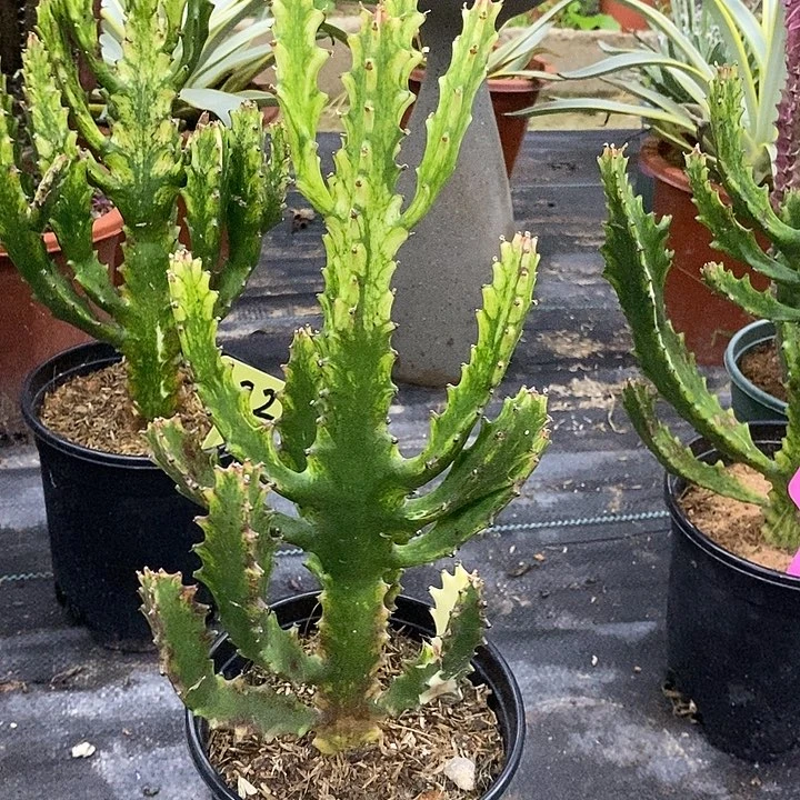 翡翠玉柱一物一拍