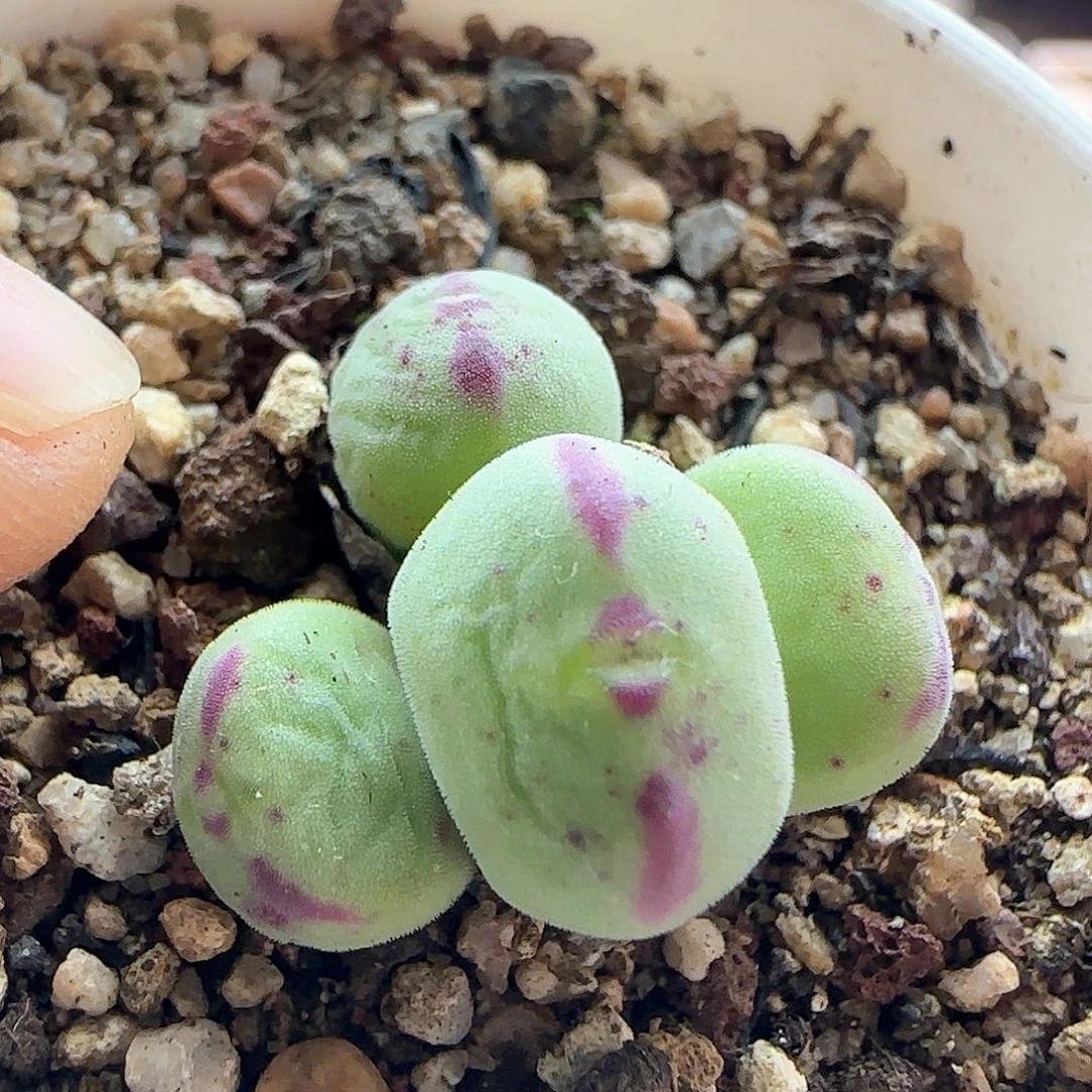 年后脱土发货23791