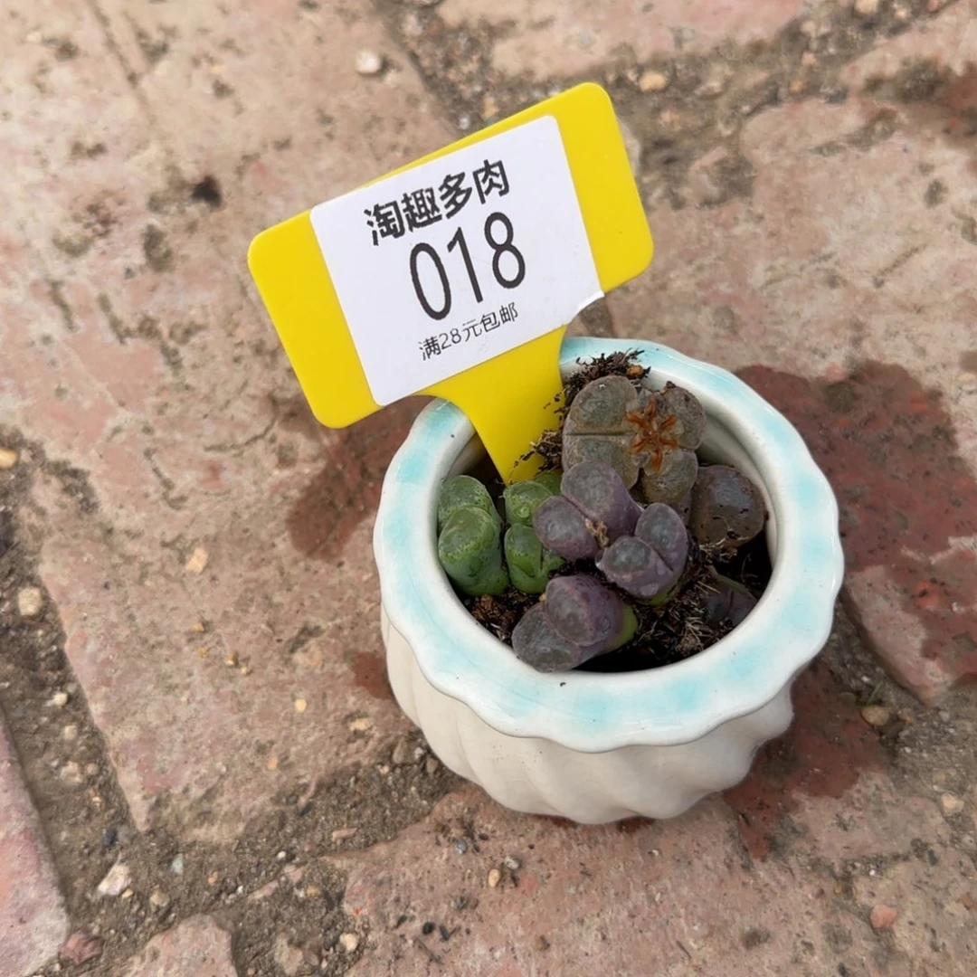 多肉植物风林，败膨带徒带徒