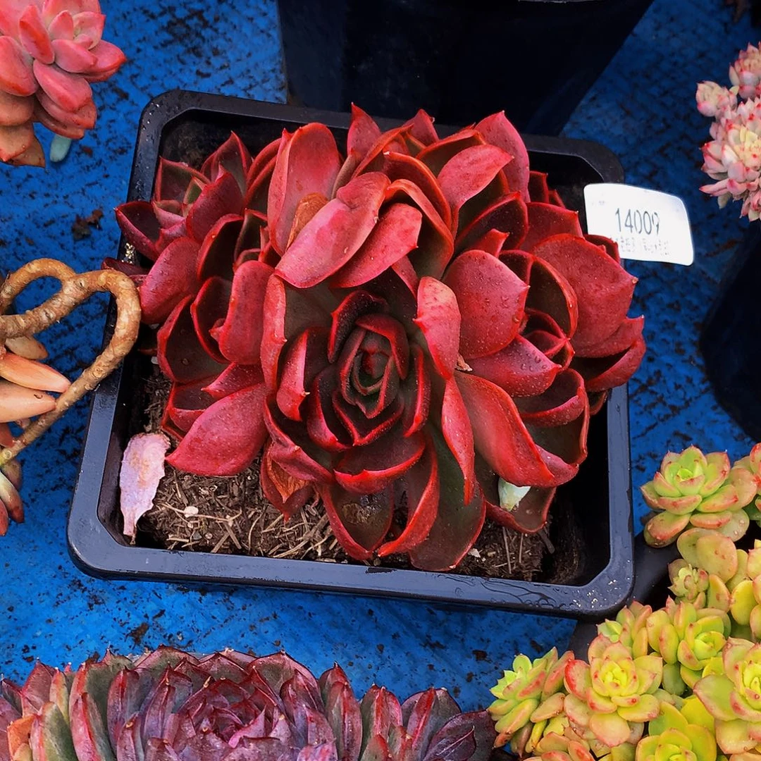 用***8    红灯多肉14009