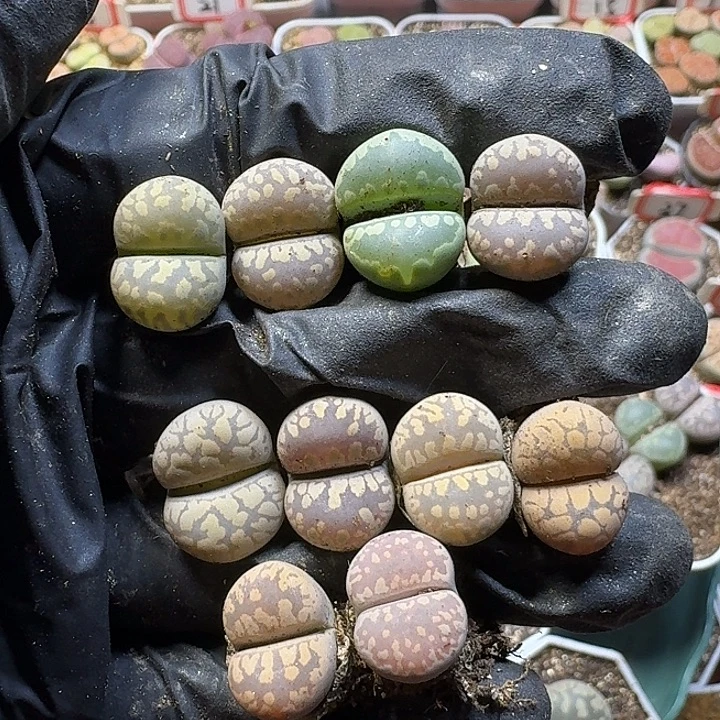 ****维生石花1211222。  271