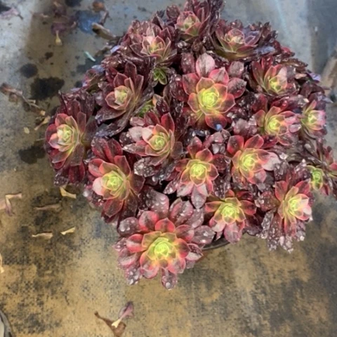 安娜多肉植物014