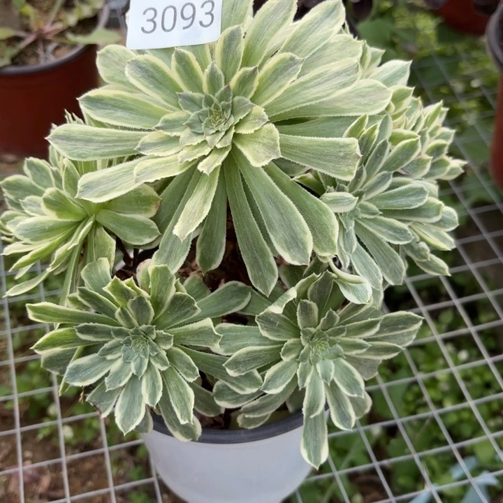 碧浪多肉法师3093