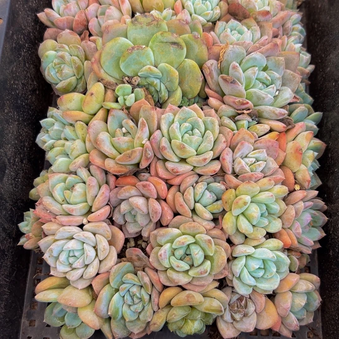 699ddxfgvvgvvv 官方v