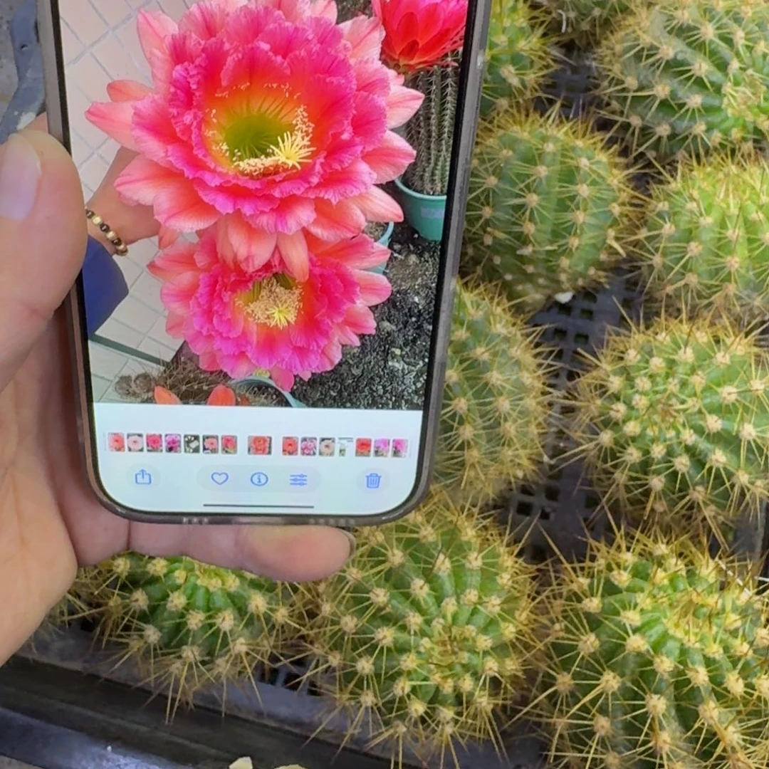 359毛闭月歪无根侧牙5公分左右，20包邮