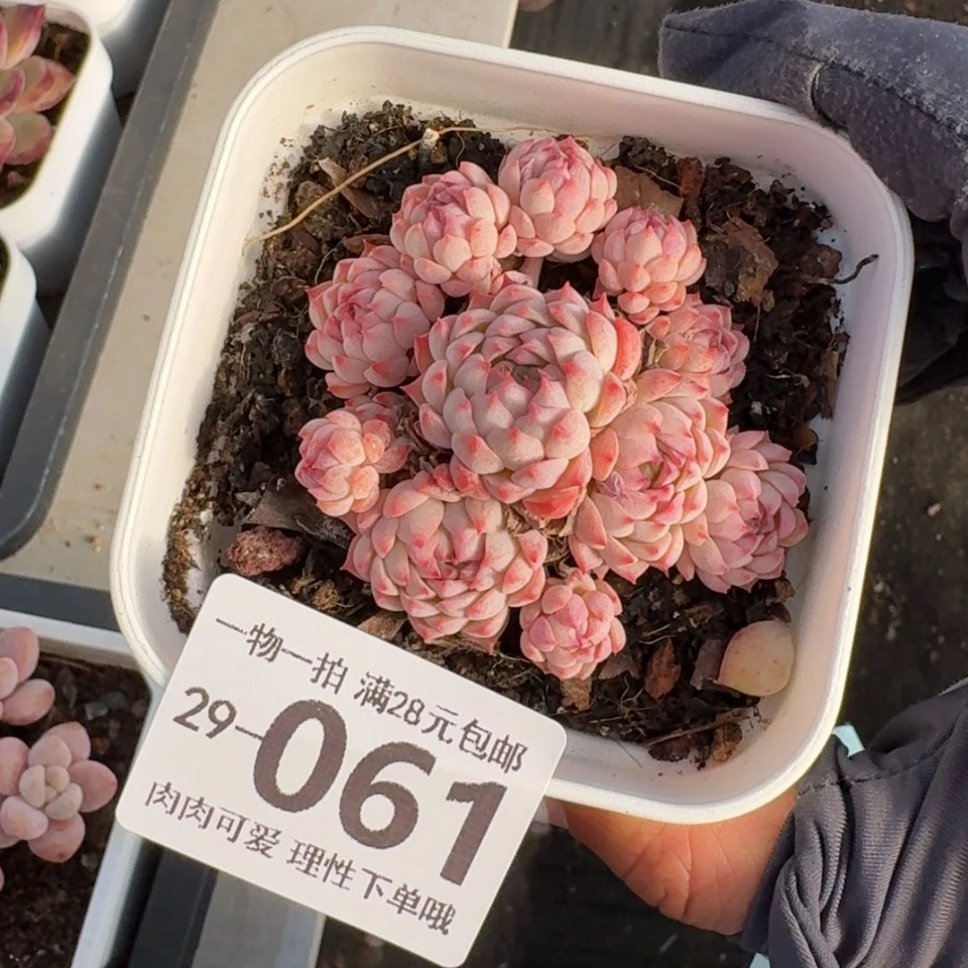 小粉梅无盆土发货无